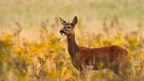 Roe deer | Northumberland Wildlife Trust